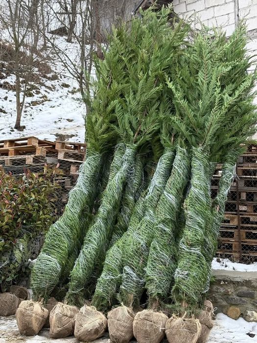 Leylandii 2.5m- 3m gard viu/ calitate premium/ gazon rulou sport