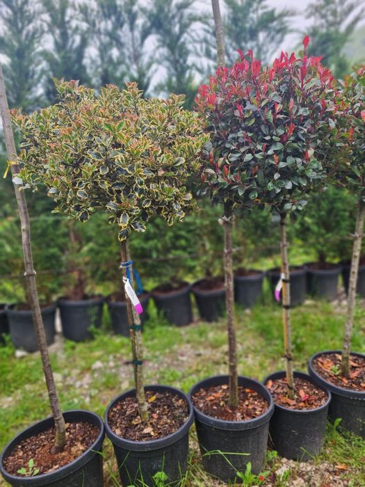 Criptomeria pe picior Photinia Red Robin Evonymus