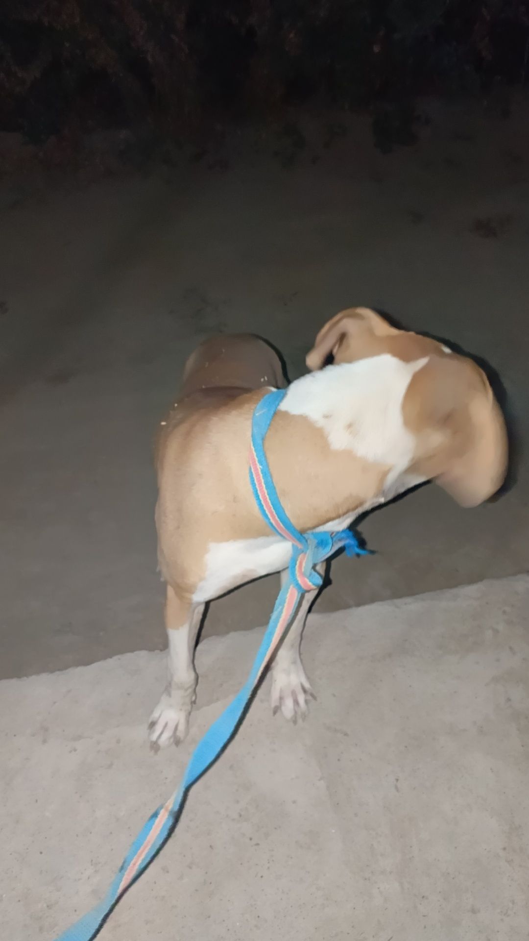 Pitbull sotiladi