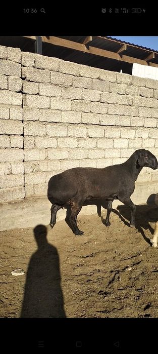 Кошкар Гиссар мошный