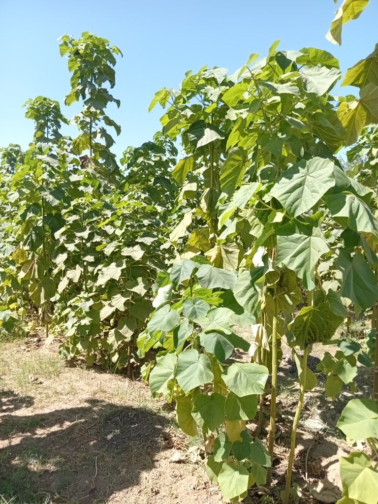 Pavloniya kochatlari bor navlari ishonchli