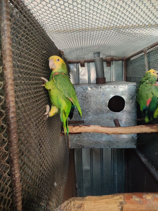 Papagal Amazon Magna Oratrix