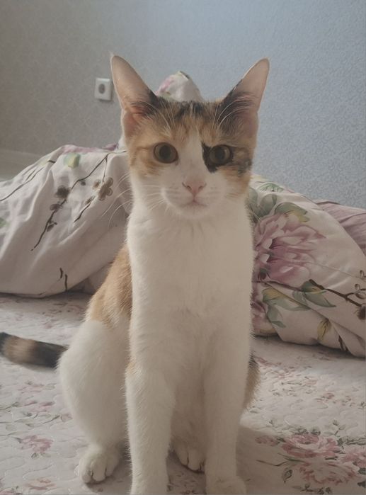 Отдам кошку в добрые руки