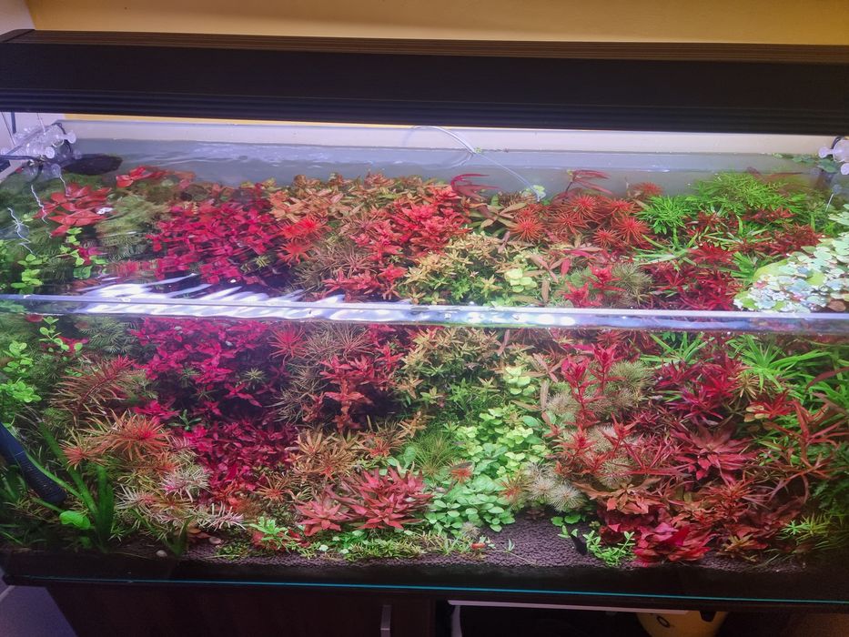 Plante Acvariu Colorate