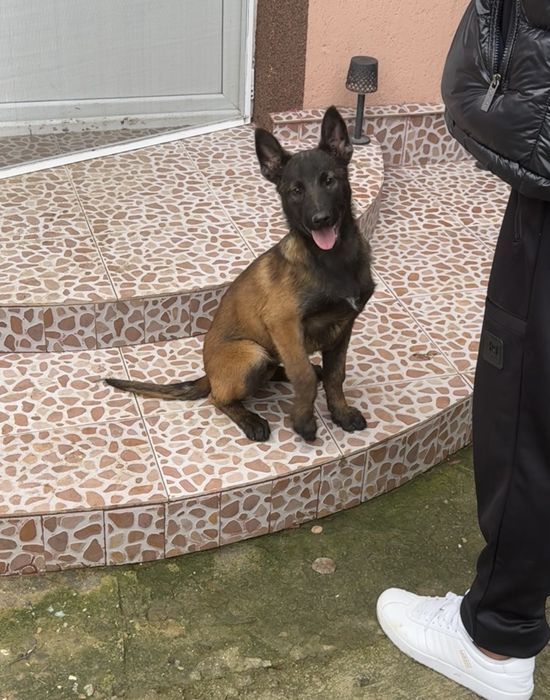 Belgian malinois
