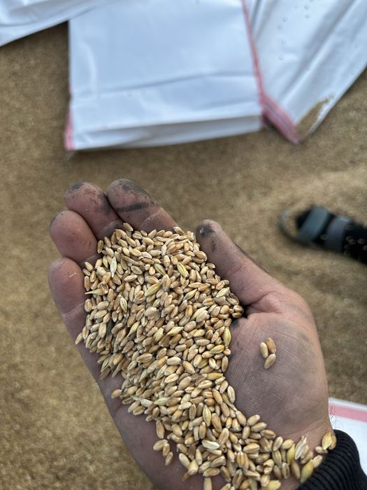 Пшеница 3 класс, отличного качества