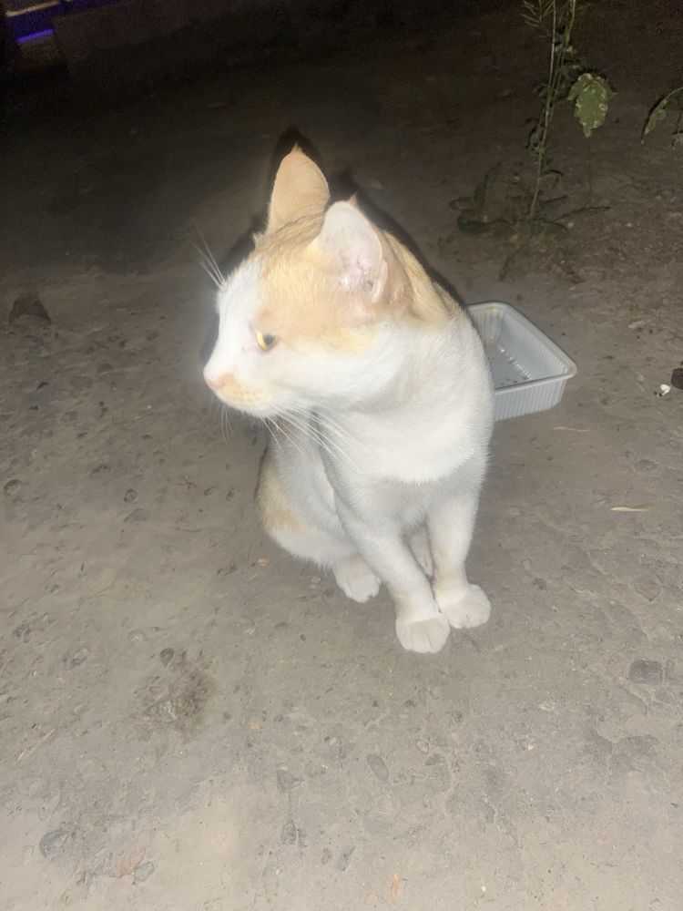 Aqlli yaxshi uy mushugi kimdur ko’chaga chiqarvorgan