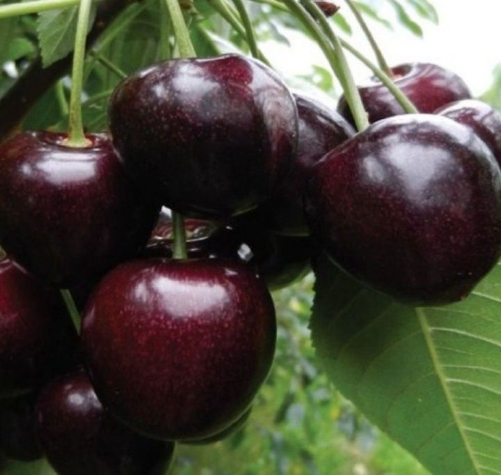 Cires (Soiul George )