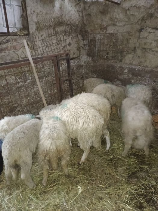 Mieluți de vânzare