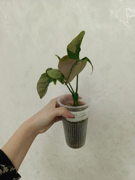 Продаётся Сингониум