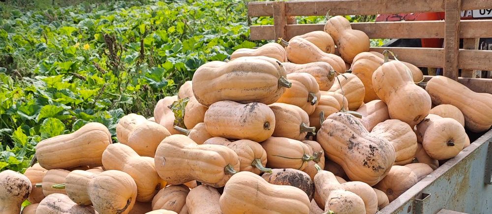 Продавам български тикви