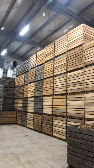 Cartofi Samanta Paradiso 2024 IMPORT Soi Timpuriu