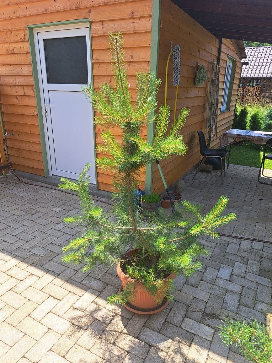 Pin silvestru 1,3 metri