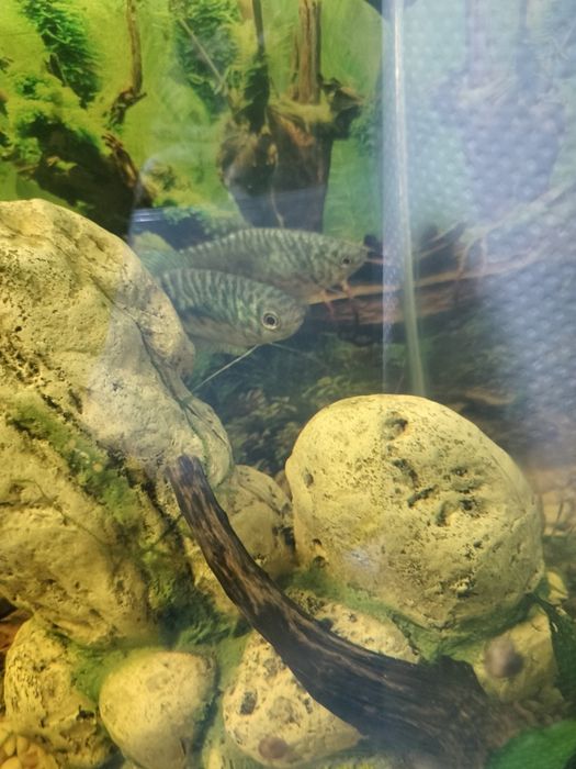 Vând gourami si betta