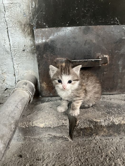 Отдам красивого, серого котенка!!