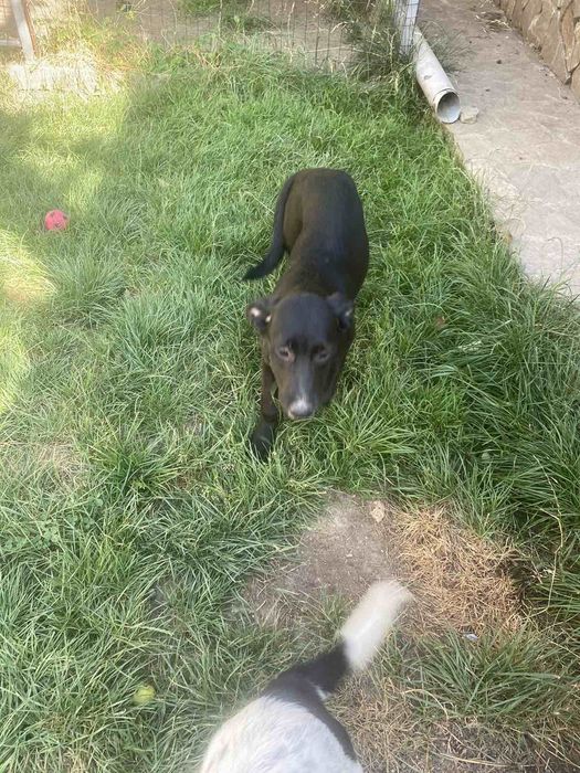 Две момиченца търсят своите любящи стопани и своя дом лабрадор-риджбек