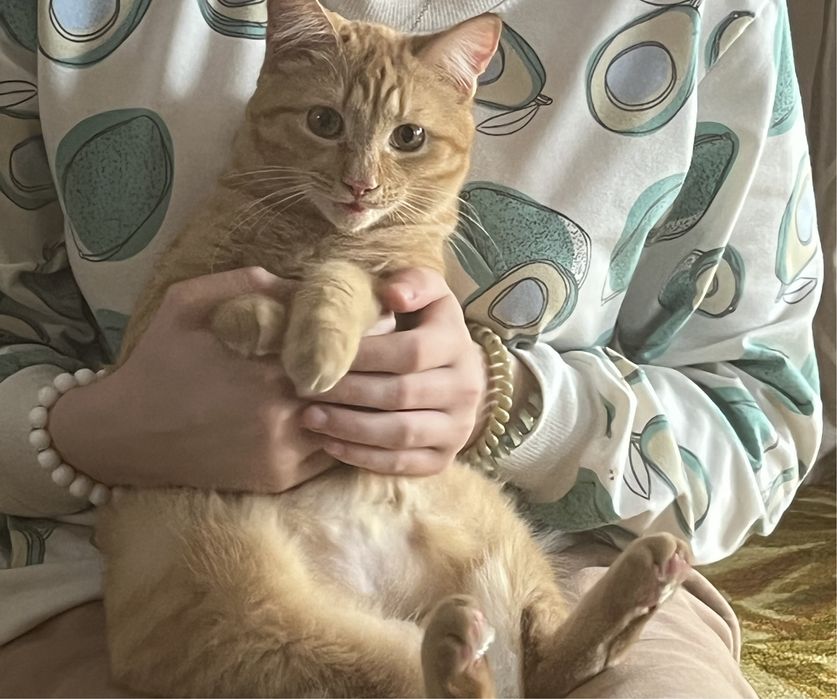 Отдам кошечку стерилизованную