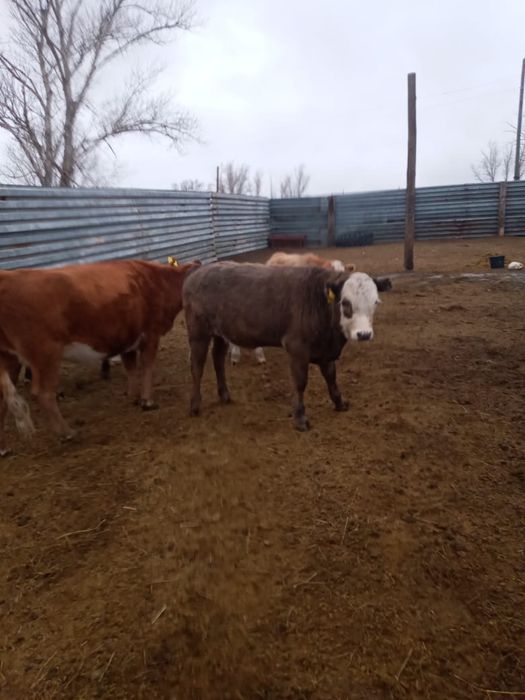 Патсос баспактар сатылады