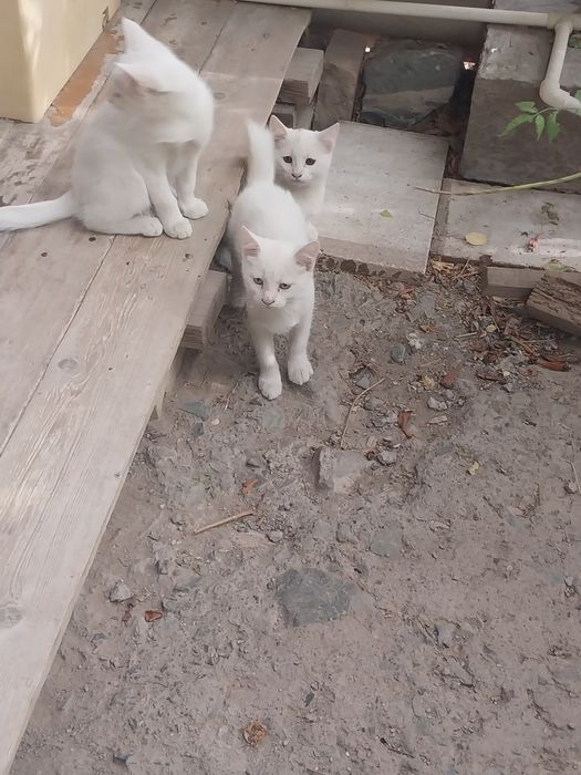 Котята белого цвета.