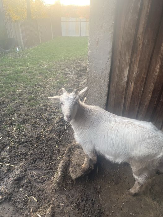 Vand capre la pachet