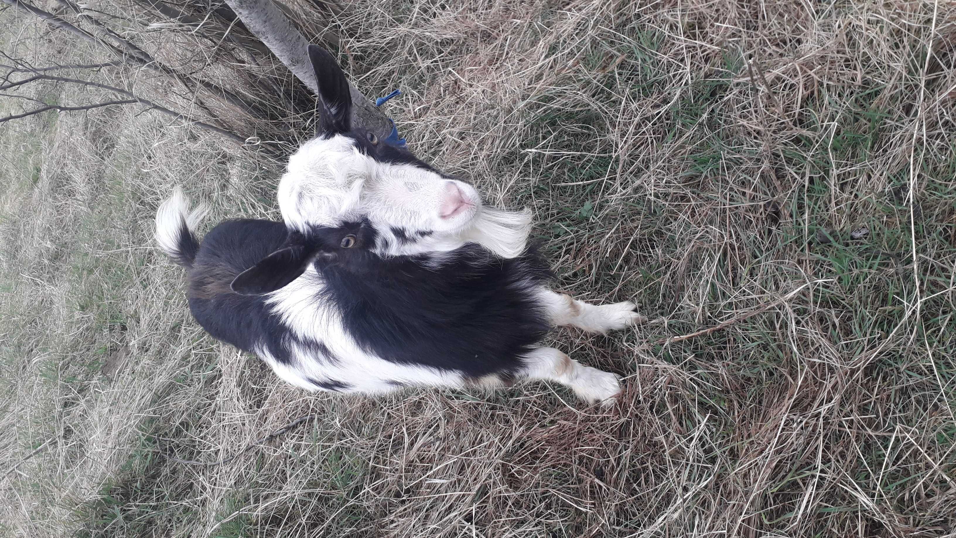 Țap si capra la schimb pe scuter,cross,moped