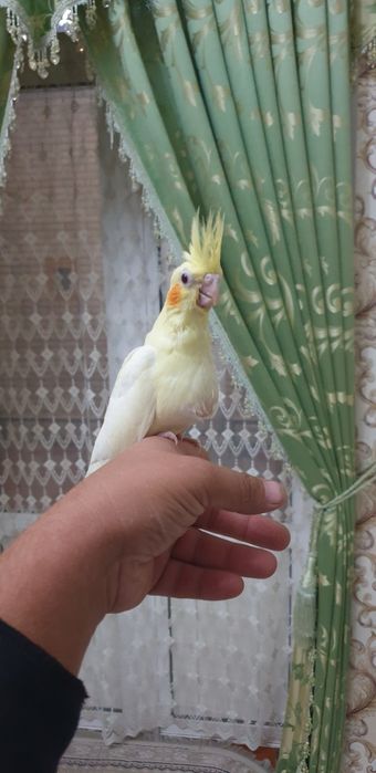 Papugay karelo 2 oylik tuchnoy