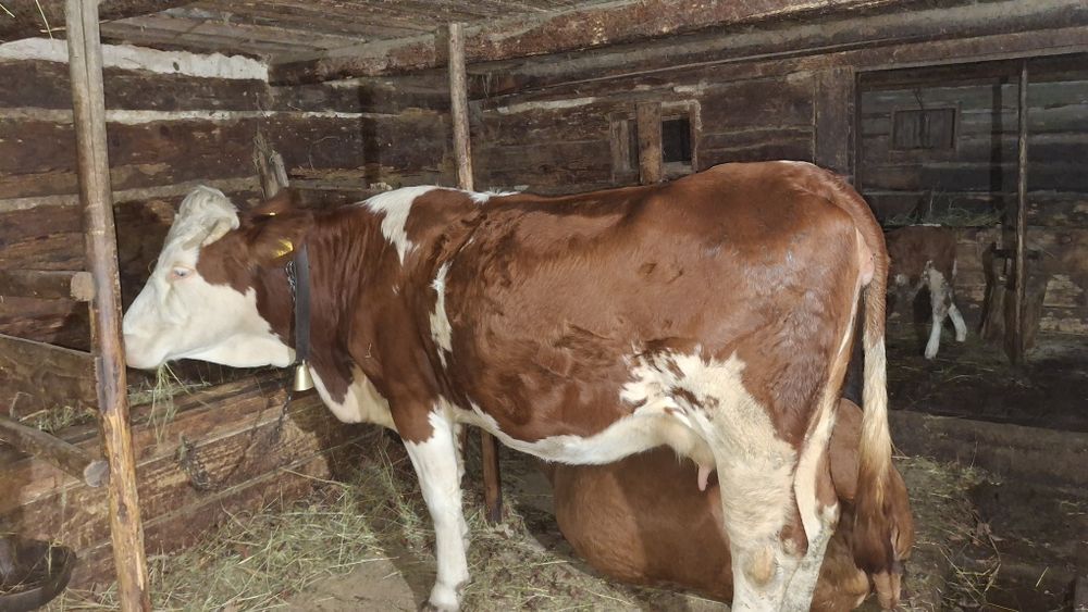 Vacă de vânzare pentru abator.  Detali la telefon.