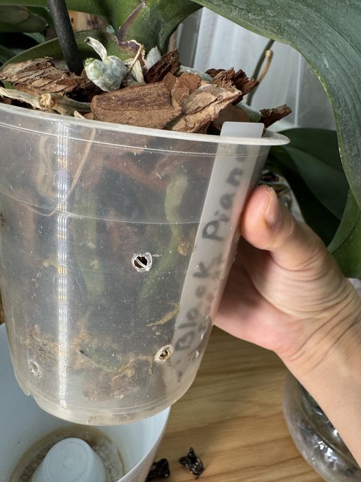 Продам сортовую орхидею