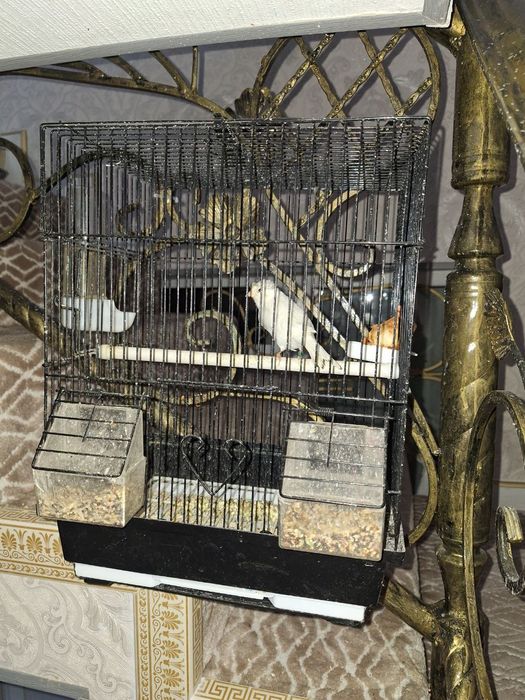 Kanereyka sotiladi sog'lom