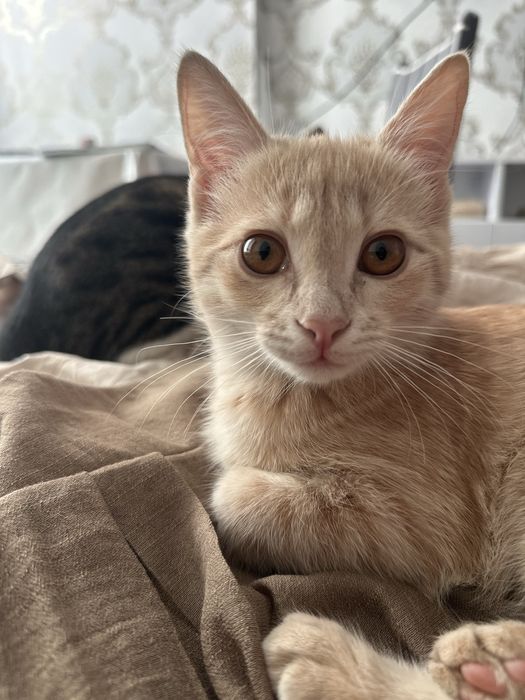 Отдам котенка в хорошие руки