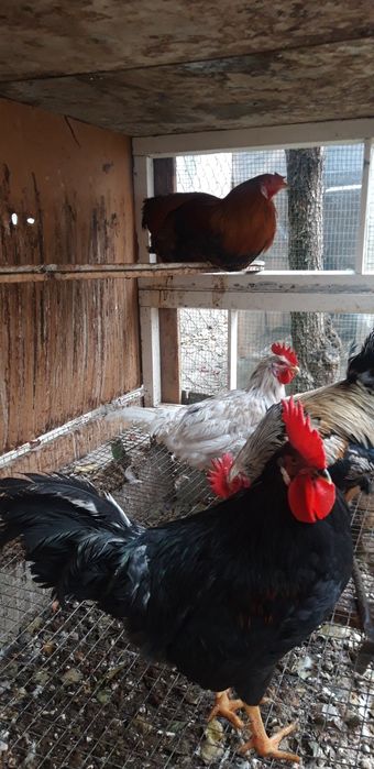 Хуроз сотаман. Продаю петухов