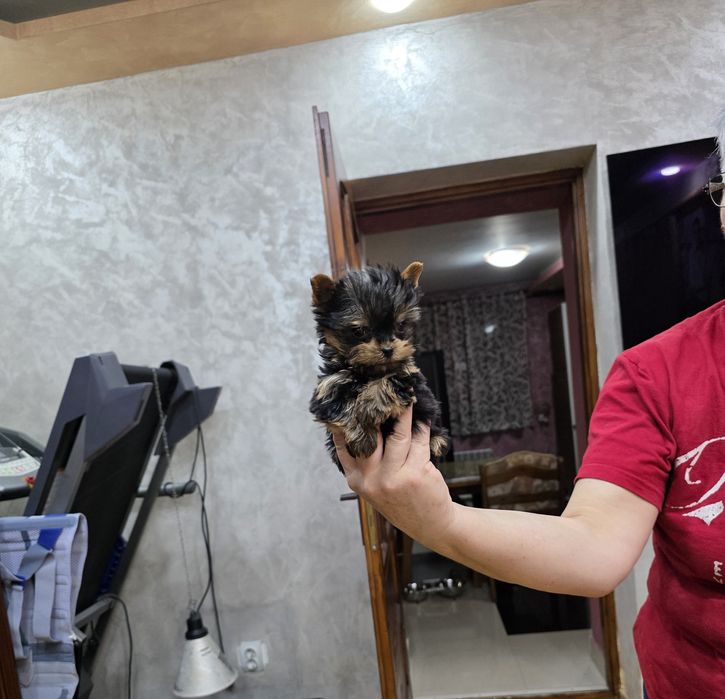 Yorkshire terrier mascul mini toy