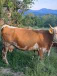 Vindem vaca recent fatata