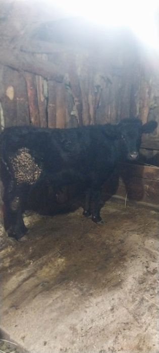 Продам телят на доращивание