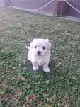 Bichon havanez de vânzare