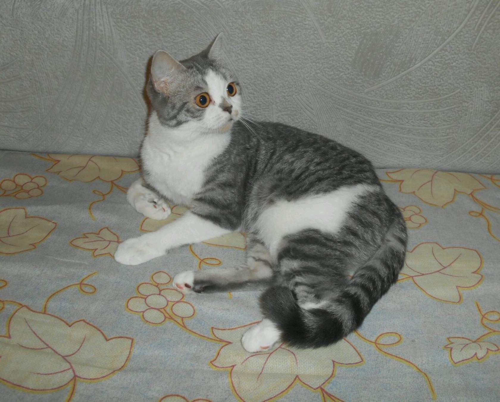 Отдам Шотландскую кошечку