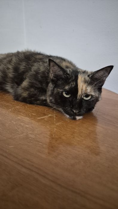 Maia, pisica cea cuminte