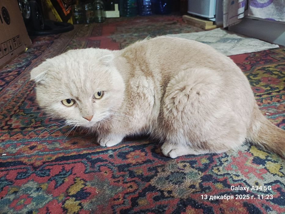 Mushuk sotiladi 100$ zoti Scottish Fold o'g'il bola