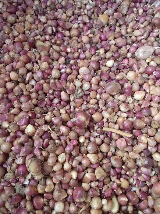 Sămânță usturoi de Copalau