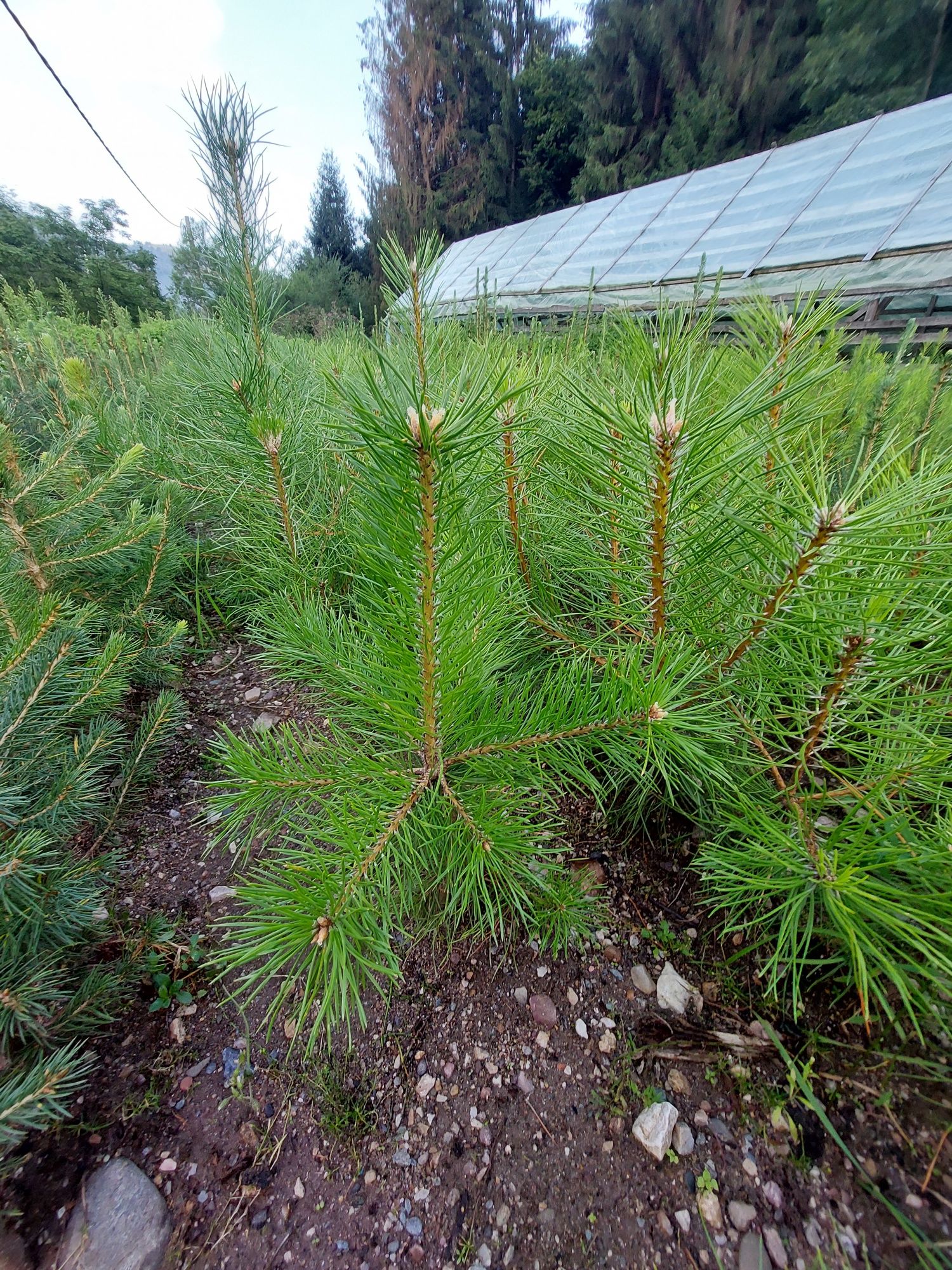 Puieti pin negru- Pinus Nigra austriaca- calitate Premium