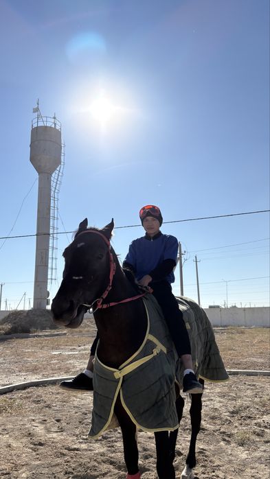 таза қан жылқы.