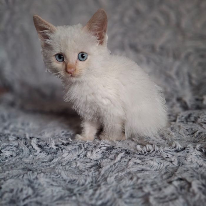 Котенок мальчик ищет себе дома