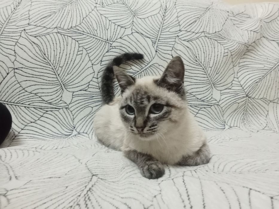 ақ, адемі кошка алам деушілер болса жазсын 6 айлық