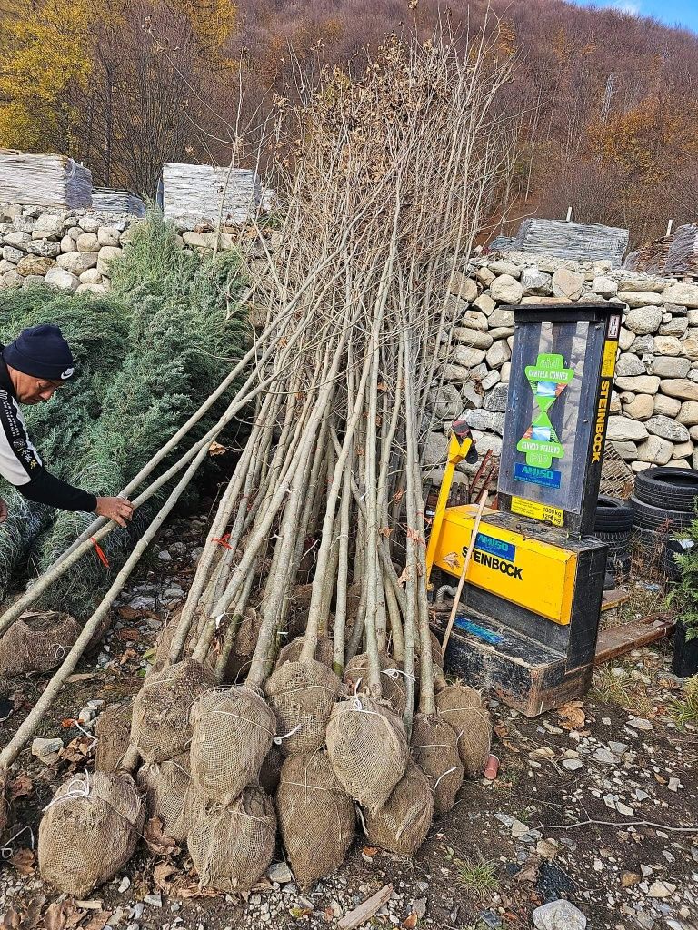 Mesteacăn tei stejar carpen tuia smarald Leylandi