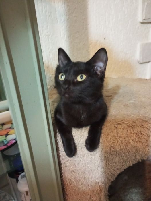 Бомбейская кошечка сокращение питомника