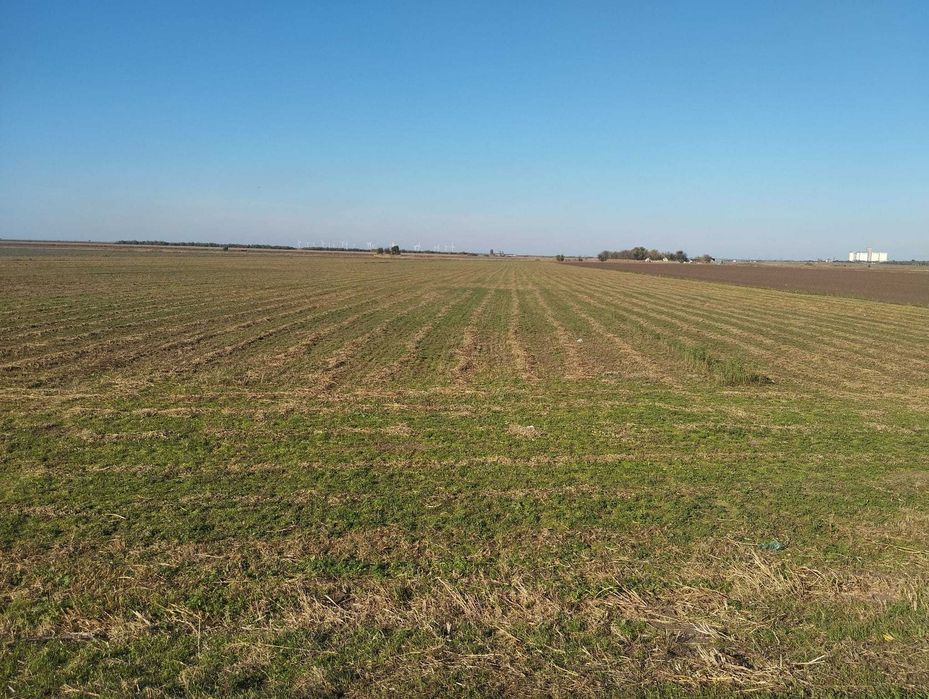 Vând baloți lucerna