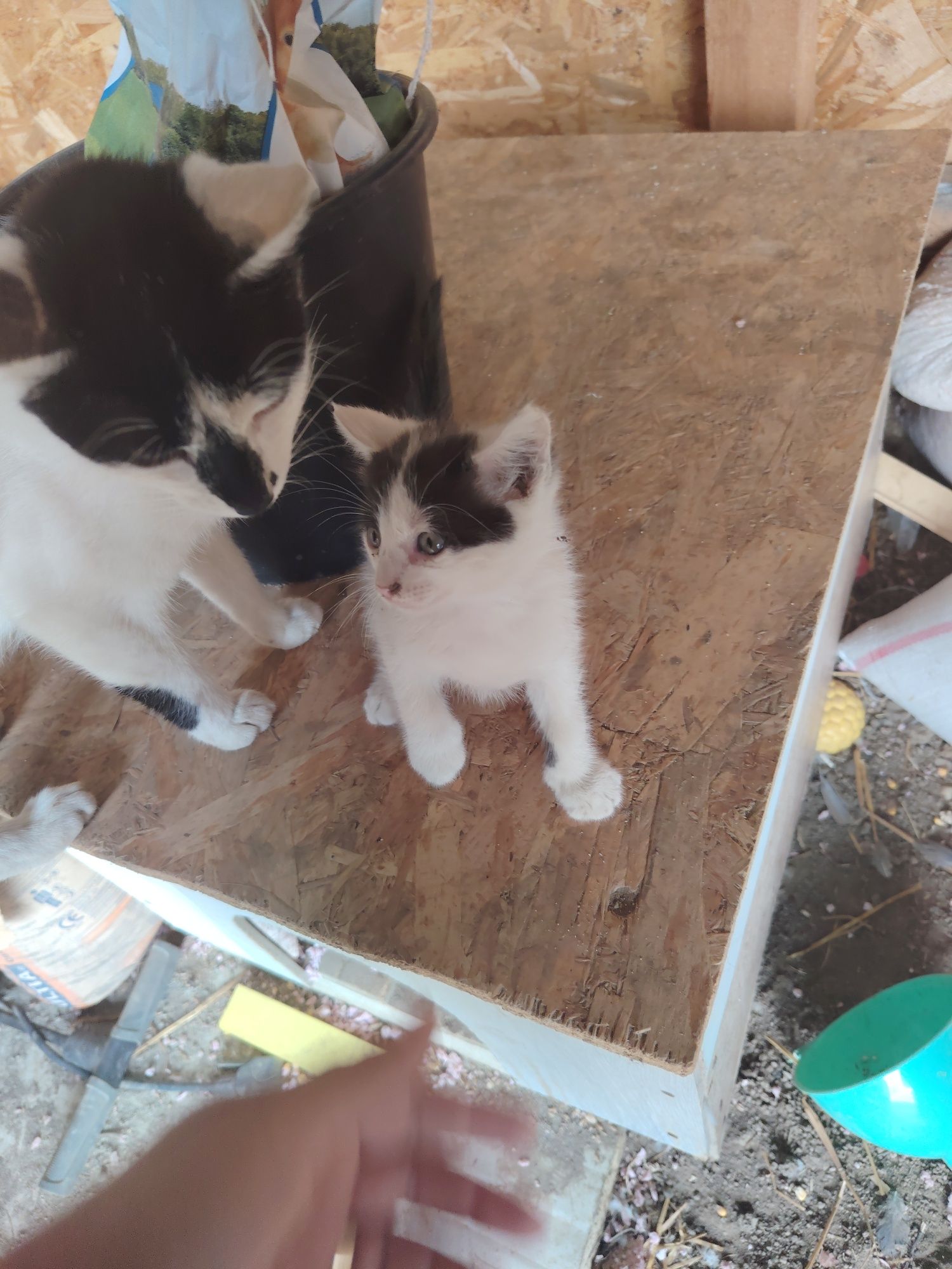 Pui de pisica spre adoptie