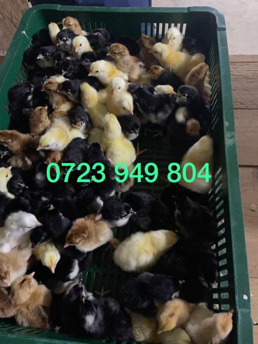 Pui de o zi oua de incubat gaini de rasa Brahma Australorp La Bresse