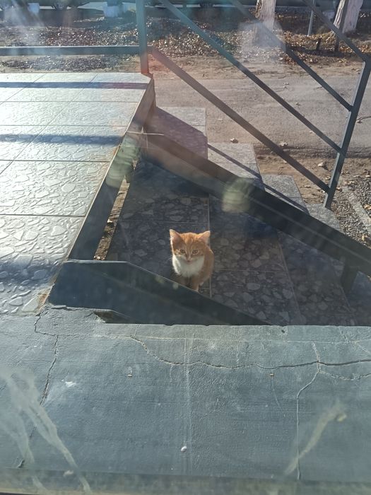 Котята #котики #коти