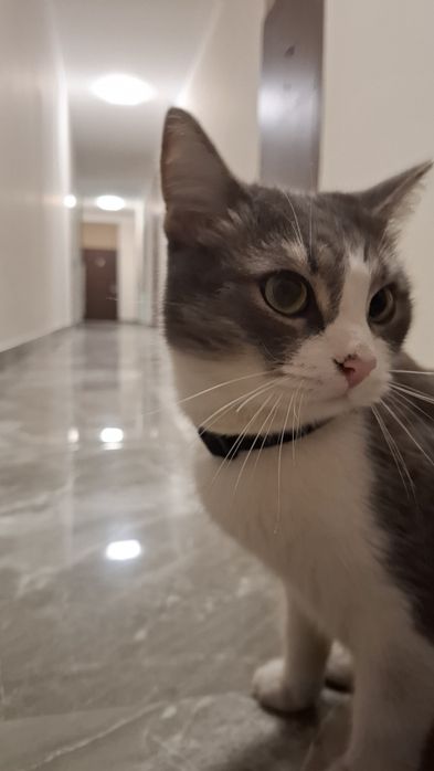 Кошечка ищет свой дом. Найдена кошка, жк Sat City